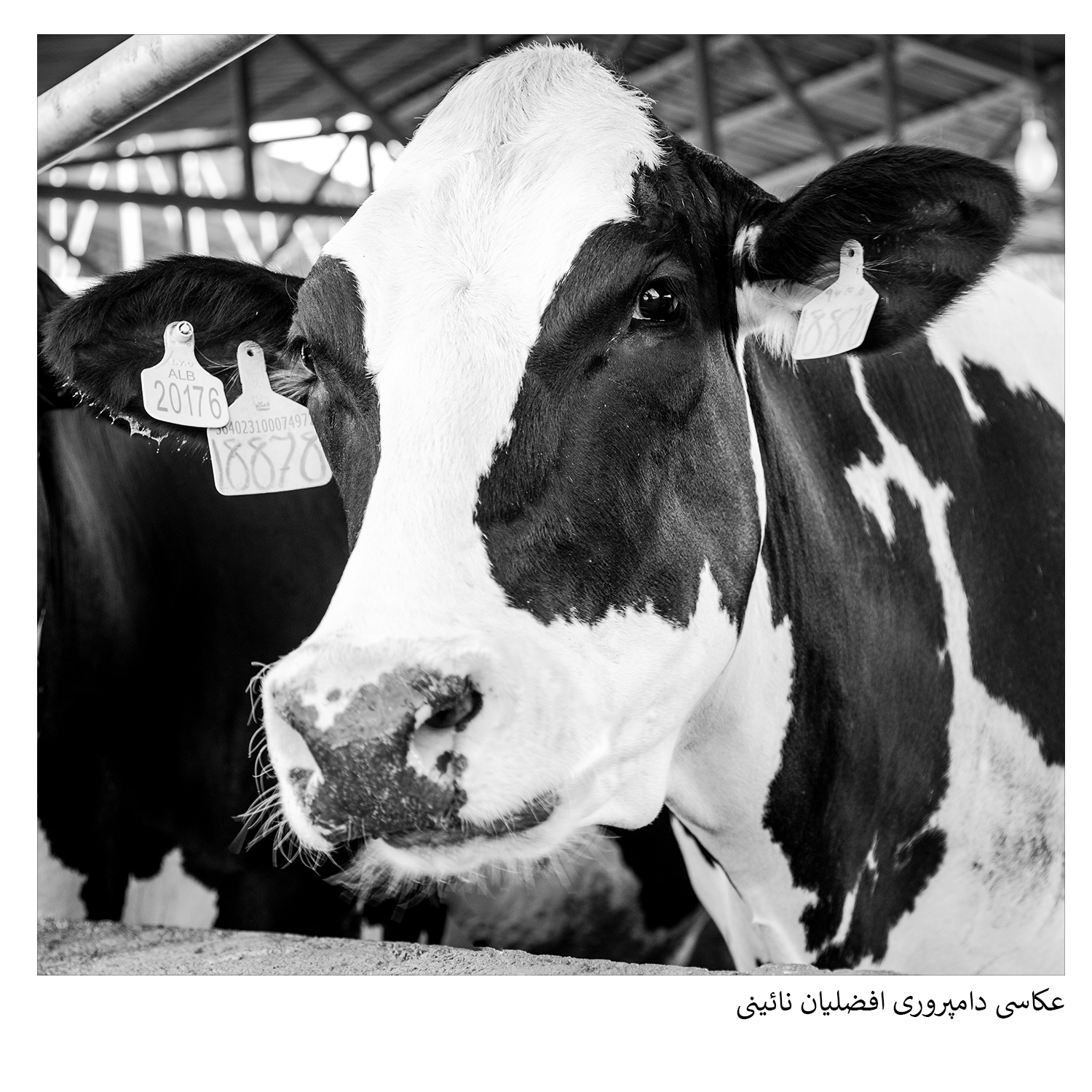عکاسی صنعتی مجموعه دامپروری و کشاورزی افضلیان