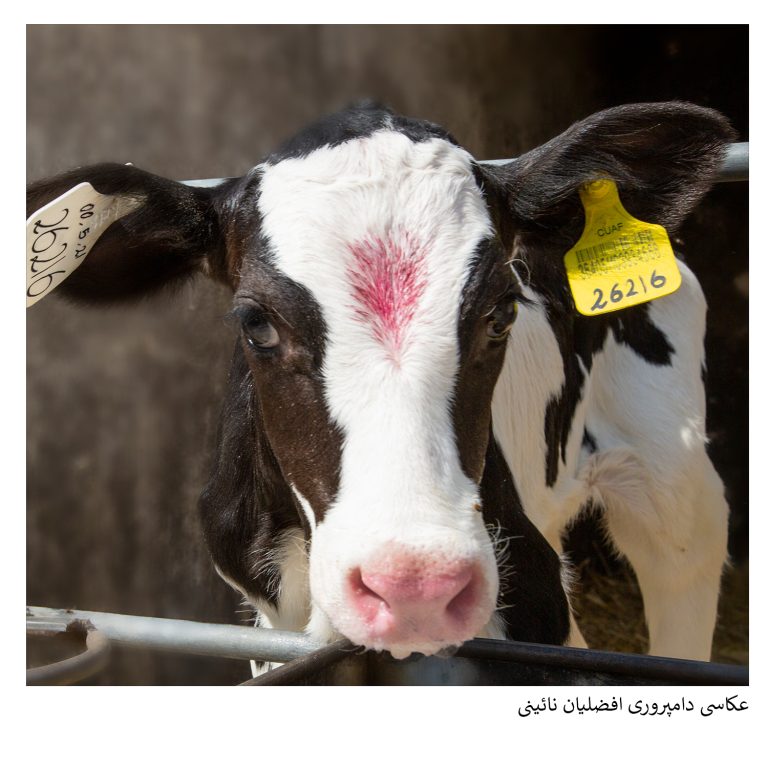 عکاسی صنعتی دامپروی افضلیان - گروه گسترش